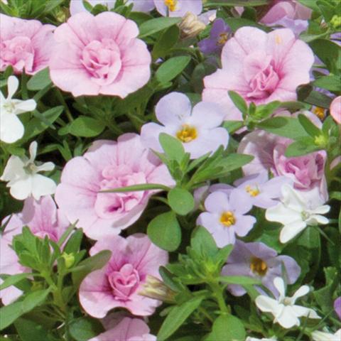 Foto de variedad de flores para ser usadas como: Tarrina de colgar / Maceta 3 Combo Trixi® interspecifico Romance