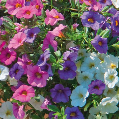 Foto de variedad de flores para ser usadas como: Tarrina de colgar / Maceta 3 Combo Trixi® interspecifico MiniFamous®SPA