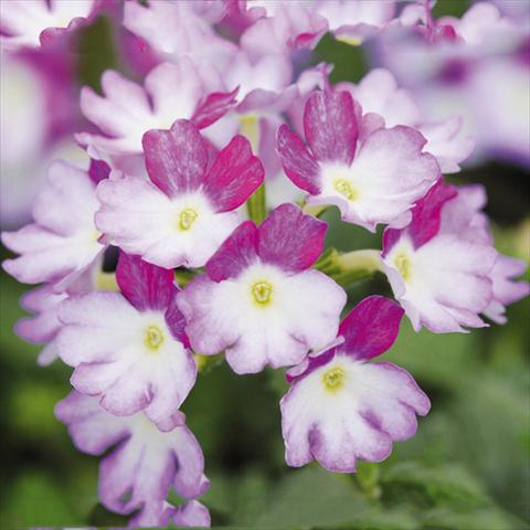 Foto de variedad de flores para ser usadas como: Maceta Verbena Bebop®Lavender