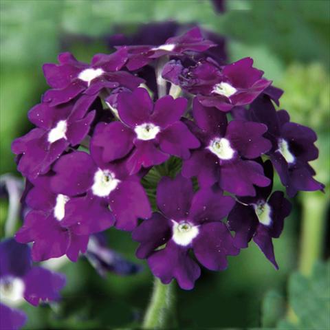 Foto de variedad de flores para ser usadas como: Maceta Verbena Blues® Velvet
