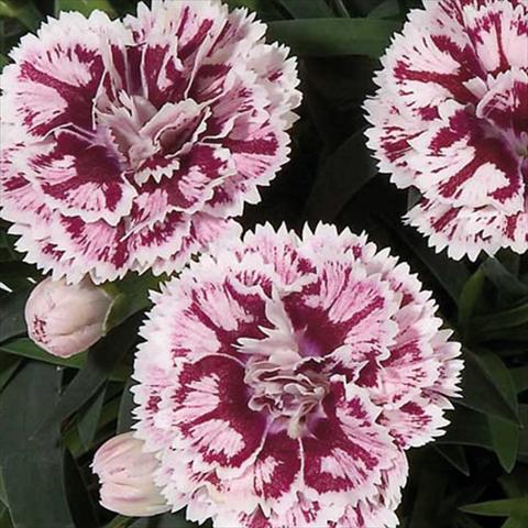 Foto de variedad de flores para ser usadas como: Maceta Dianthus caryophyllus Super Trouper® Sissy