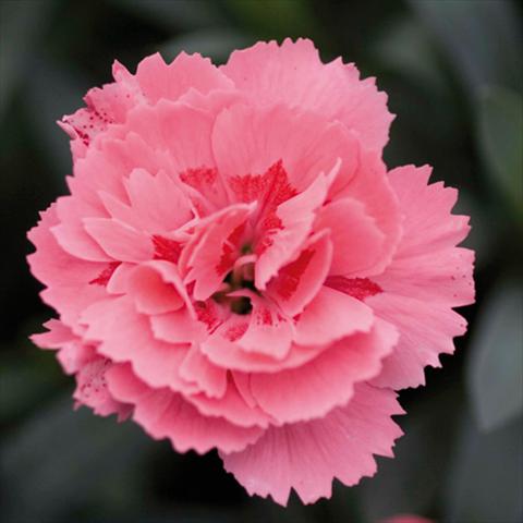 Foto de variedad de flores para ser usadas como: Maceta Dianthus caryophyllus Oscar® Pink