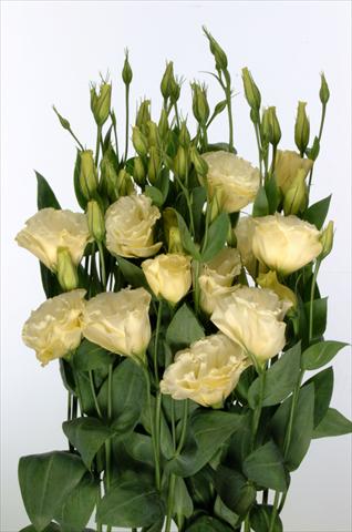 Foto de variedad de flores para ser usadas como: Flor cortada Lisianthus F.1 Magic Yellow
