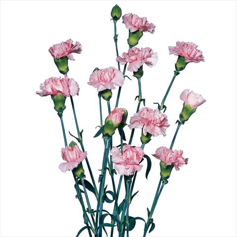 photo of flower to be used as: Cutflower Dianthus caryophyllus Garofani a mazzolino Rondine