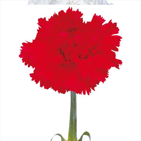 photo of flower to be used as: Cutflower Dianthus caryophyllus Garofani standard Leopardi