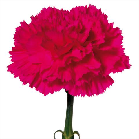 photo of flower to be used as: Cutflower Dianthus caryophyllus Garofani standard Bizet