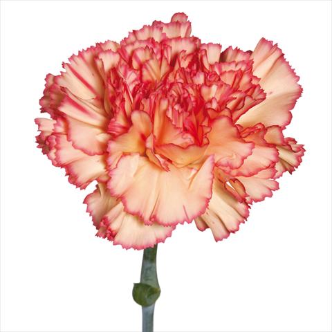 Foto de variedad de flores para ser usadas como: Flor cortada Dianthus caryophyllus Garofani standard Botticeli