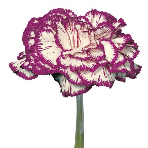 Foto de variedad de flores para ser usadas como: Flor cortada Dianthus caryophyllus Garofani standard Tico Tico