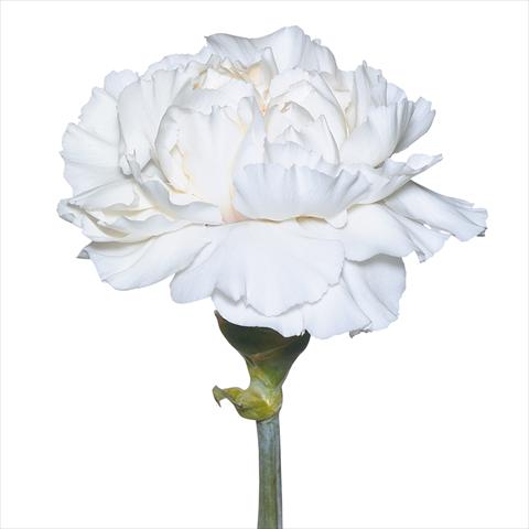 Foto de variedad de flores para ser usadas como: Flor cortada Dianthus caryophyllus Garofani standard Tico Tico Bianco