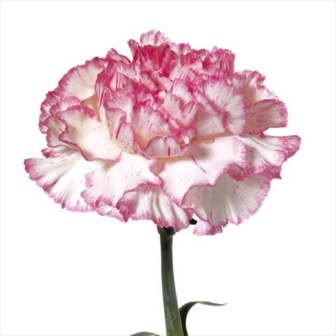 Foto de variedad de flores para ser usadas como: Flor cortada Dianthus caryophyllus Garofani standard Tico Tico Rosa