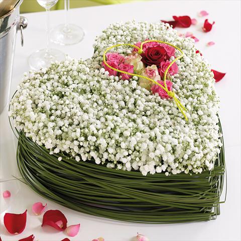 Foto de variedad de flores para ser usadas como: Flor cortada Gypsophila Gypsophila Blossom Pearls®