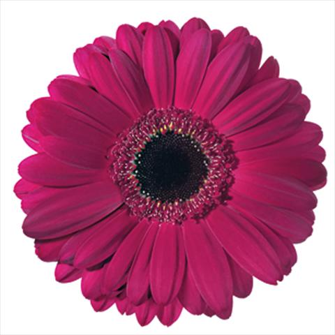 photo of flower to be used as: Cutflower Gerbera jamesonii Macondo