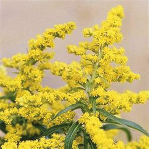 photo of flower to be used as: Cutflower Solidago Solidago Knock Out