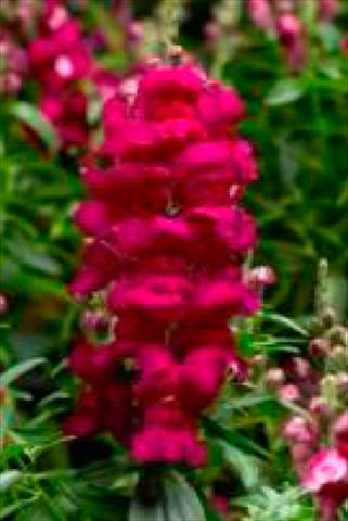 Foto de variedad de flores para ser usadas como: Maceta y planta de temporada Antirrhinum majus Snaptastic Magenta