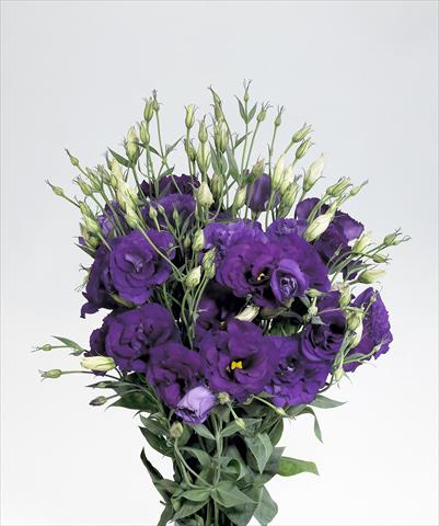 Foto de variedad de flores para ser usadas como: Flor cortada Lisianthus F.1 Super Magic Deep Blue