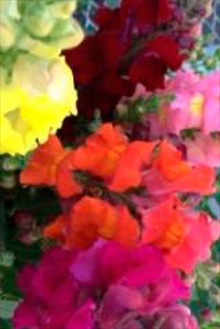 Foto de variedad de flores para ser usadas como: Maceta y planta de temporada Antirrhinum majus Snaptastic Mix
