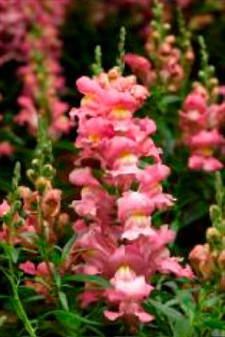 Foto de variedad de flores para ser usadas como: Maceta y planta de temporada Antirrhinum majus Snaptastic Pink