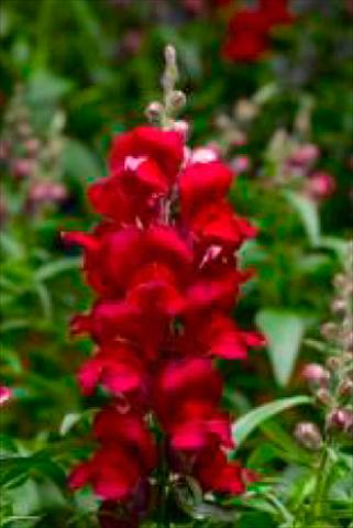 Foto de variedad de flores para ser usadas como: Maceta y planta de temporada Antirrhinum majus Snaptastic Red