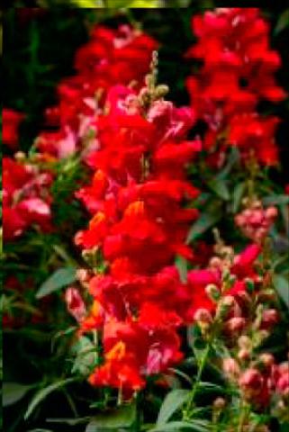 Foto de variedad de flores para ser usadas como: Maceta y planta de temporada Antirrhinum majus Snaptastic Scarlet Orange