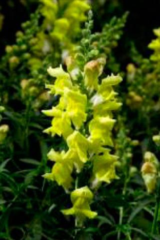 Foto de variedad de flores para ser usadas como: Maceta y planta de temporada Antirrhinum majus Snaptastic Yellow