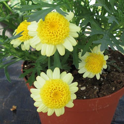 Foto de variedad de flores para ser usadas como: Maceta Argyranthemum Sassy Double Yellow