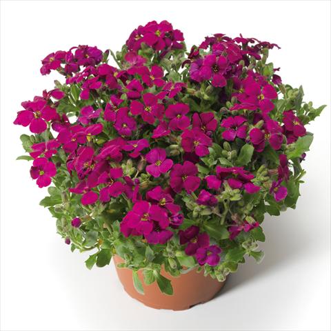 Foto de variedad de flores para ser usadas como: Maceta Aubrieta hybrida Audrey Red