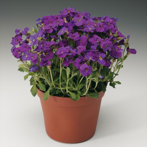Foto de variedad de flores para ser usadas como: Maceta Aubrieta hybrida Axcent Deep Purple imp