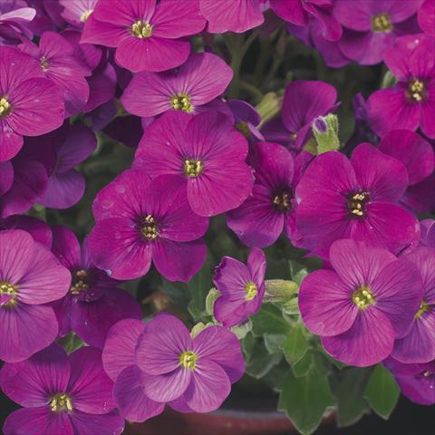 Foto de variedad de flores para ser usadas como: Maceta Aubrieta hybrida Axcent Lilac imp