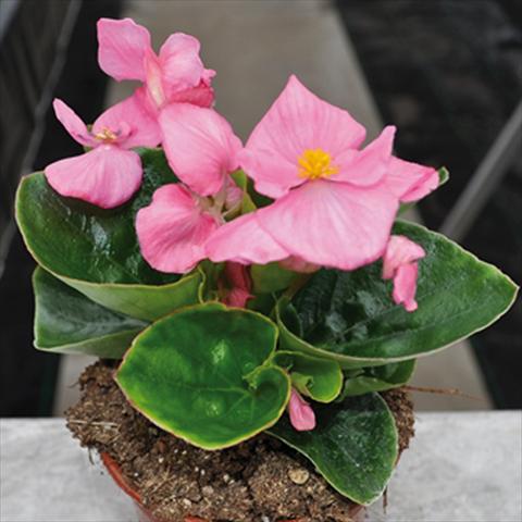 Foto de variedad de flores para ser usadas como: Maceta y planta de temporada Begonia semperflorens Topspin Pink