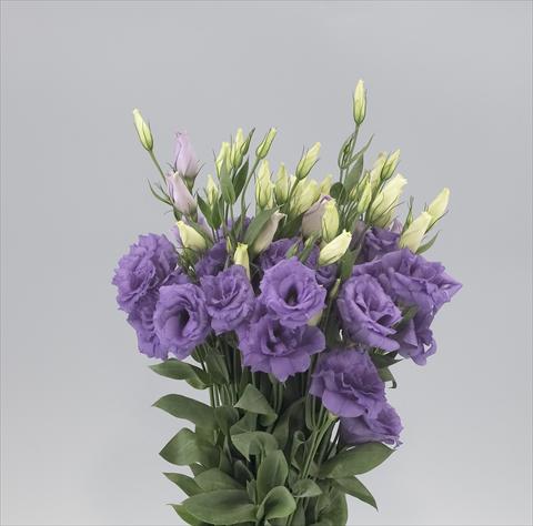 Foto de variedad de flores para ser usadas como: Flor cortada Lisianthus F.1 Super Magic Lavender Blue