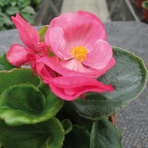 Foto de variedad de flores para ser usadas como: Maceta y planta de temporada Begonia semperflorens Topspin Rose