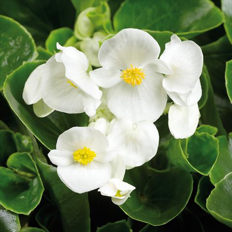 Foto de variedad de flores para ser usadas como: Maceta y planta de temporada Begonia semperflorens Topspin White