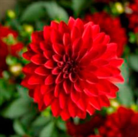 Foto de variedad de flores para ser usadas como: Maceta Dahlia x hybrida Grandalia Dark red