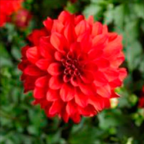 Foto de variedad de flores para ser usadas como: Maceta Dahlia x hybrida Grandalia Red