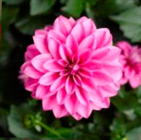 Foto de variedad de flores para ser usadas como: Maceta Dahlia x hybrida Grandalia Rose