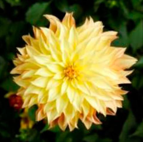 Foto de variedad de flores para ser usadas como: Maceta Dahlia x hybrida Grandalia Sunny flame