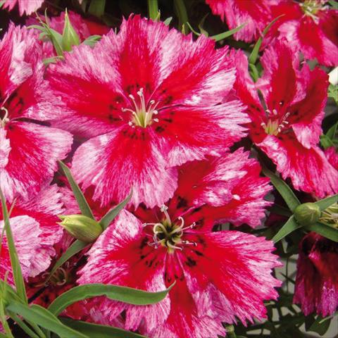 Foto de variedad de flores para ser usadas como: Maceta Dianthus chinensis Super Parfait Crimson Star