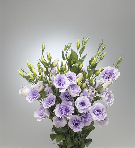 Foto de variedad de flores para ser usadas como: Flor cortada Lisianthus (Eustoma grandiflorum) Super Magic Lavender