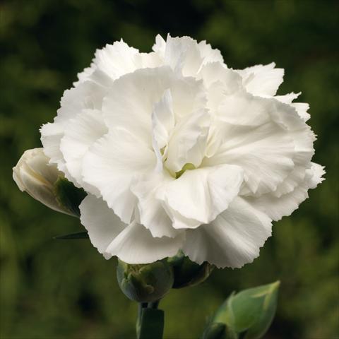 Foto de variedad de flores para ser usadas como: Maceta Dianthus Suncharm White