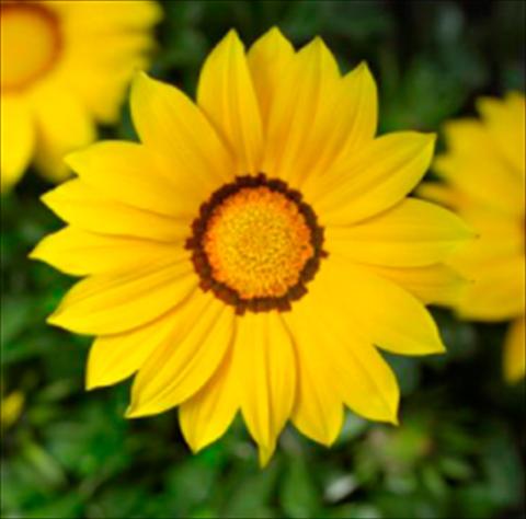 Foto de variedad de flores para ser usadas como: Maceta y planta de temporada Gazania rigens Kiss Yellow Imp