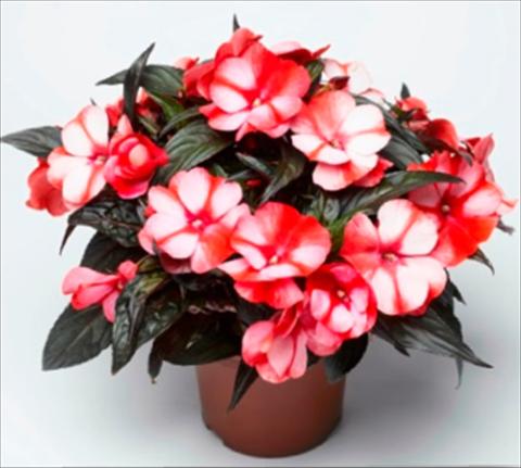 Foto de variedad de flores para ser usadas como: Maceta y planta de temporada Impatiens N. Guinea Sonic Sweet Red