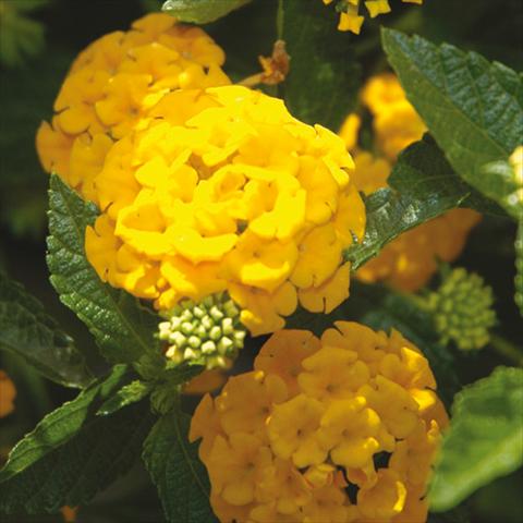 Foto de variedad de flores para ser usadas como: Maceta y planta de temporada Lantana camara Bandana Landscape Gold