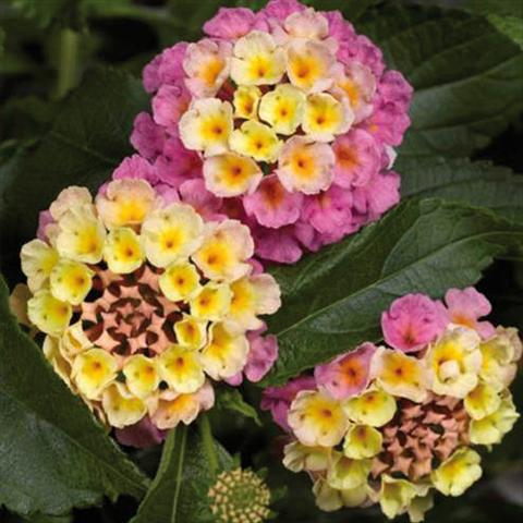 Foto de variedad de flores para ser usadas como: Maceta y planta de temporada Lantana camara Bandana Landscape Pink