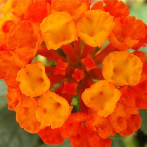 Foto de variedad de flores para ser usadas como: Maceta y planta de temporada Lantana camara Bandana Landscape Red