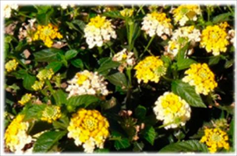 Foto de variedad de flores para ser usadas como: Maceta y planta de temporada Lantana camara Bandana Lemon Zest