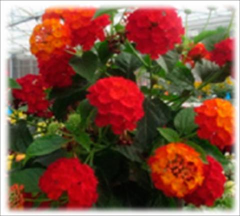 Foto de variedad de flores para ser usadas como: Maceta y planta de temporada Lantana camara Bandana Red improved