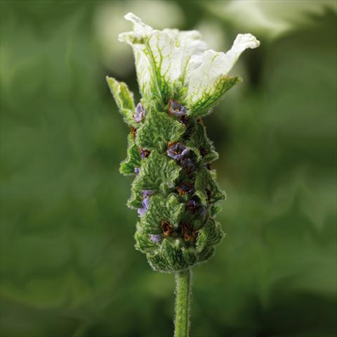 Foto de variedad de flores para ser usadas como: Maceta y planta de temporada Lavandula stoechas Javelin White Imp