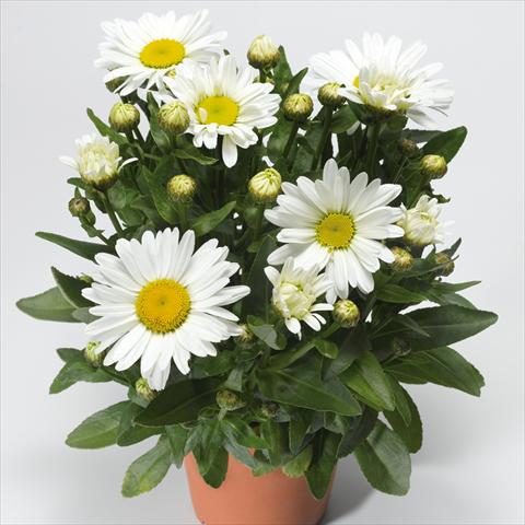 Foto de variedad de flores para ser usadas como: Maceta y planta de temporada Leucanthemum Western Star Taurus