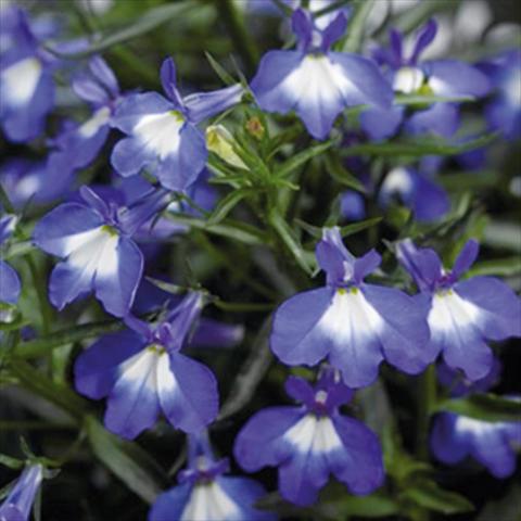 Foto de variedad de flores para ser usadas como: Maceta Lobelia erinus Techno DC Big Blue Eye