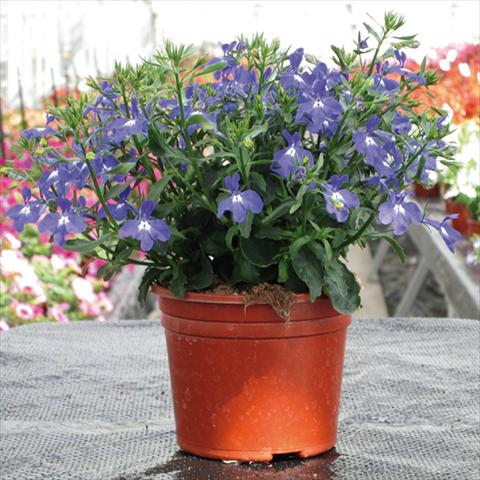 Foto de variedad de flores para ser usadas como: Maceta Lobelia erinus Techno Up Blue